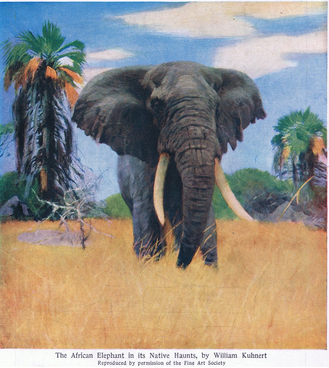 Elefante africano en su hábitat natural de Wilhelm Kuhnert