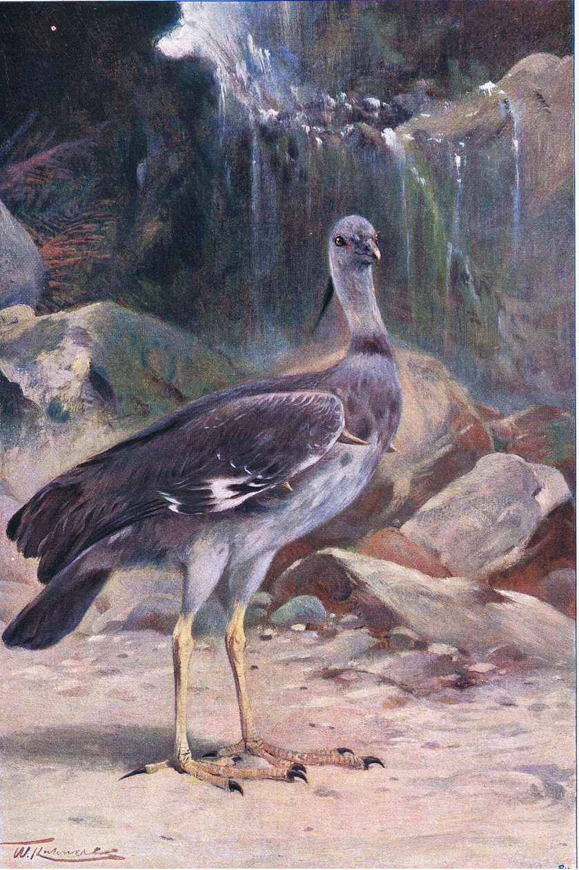 Chajá, de Fauna del Mundo publicado por Frederick Warne & Co, c.1900 de Wilhelm Kuhnert