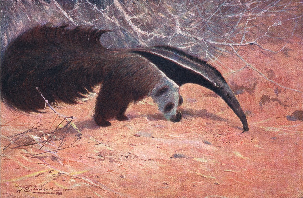 Oso hormiguero gigante, de Fauna del Mundo publicado por Frederick Warne & Co, c.1900 de Wilhelm Kuhnert