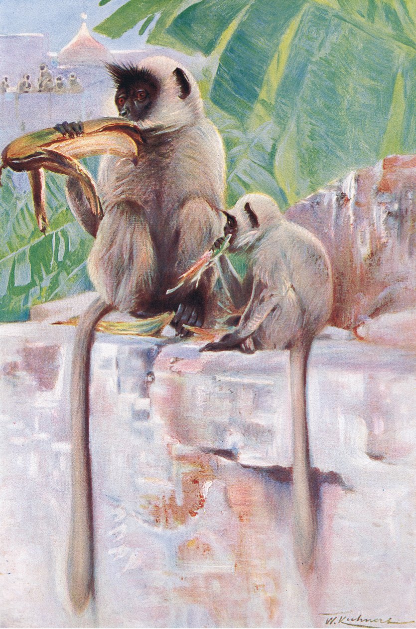 Mono Hanuman, de Fauna del Mundo publicado por Frederick Warne & Co, c.1900 de Wilhelm Kuhnert
