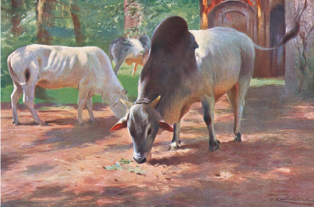 Ganado jorobado indio, de Fauna del mundo publicado por Frederick Warne & Co, c.1900 de Wilhelm Kuhnert