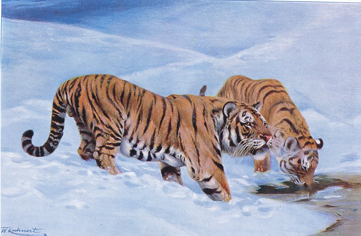 Tigre de Manchuria, de Fauna del Mundo publicado por Frederick Warne & Co, c.1900 de Wilhelm Kuhnert