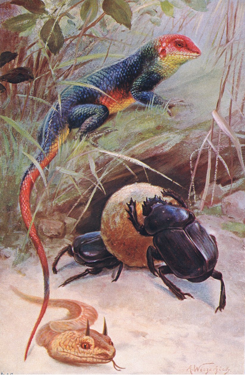 Agama, Víbora Cornuda y Escarabajo Sagrado, ilustración de Fauna del Mundo, c.1910 de Wilhelm Kuhnert