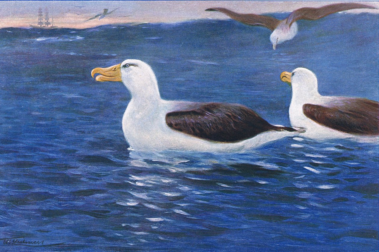 Albatros, ilustración de Fauna del Mundo, c.1910 de Wilhelm Kuhnert