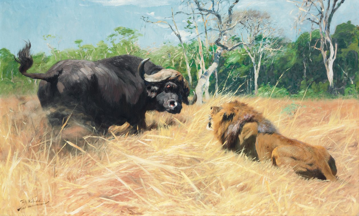 Búfalo y león antes de la pelea de Wilhelm Kuhnert