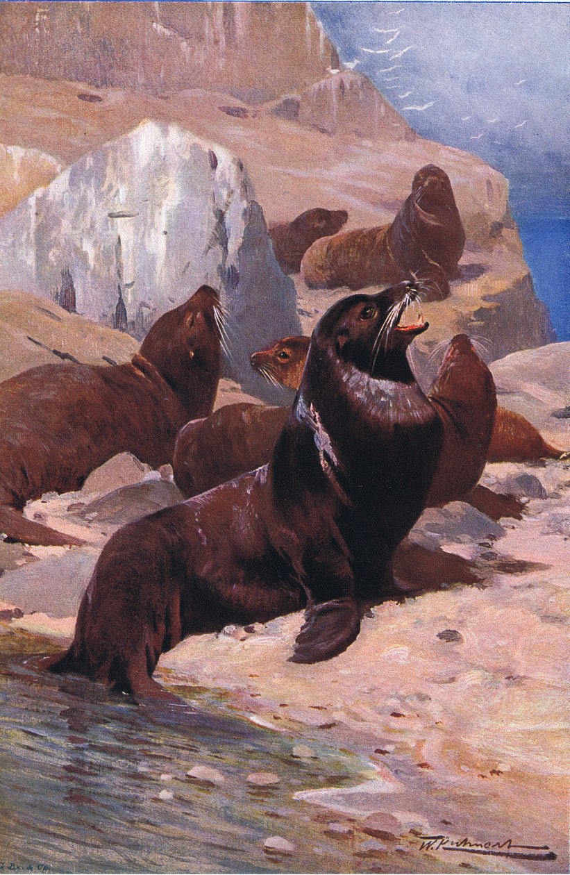 León marino californiano, de Fauna del Mundo publicado por Frederick Warne & Co, c.1900 de Wilhelm Kuhnert