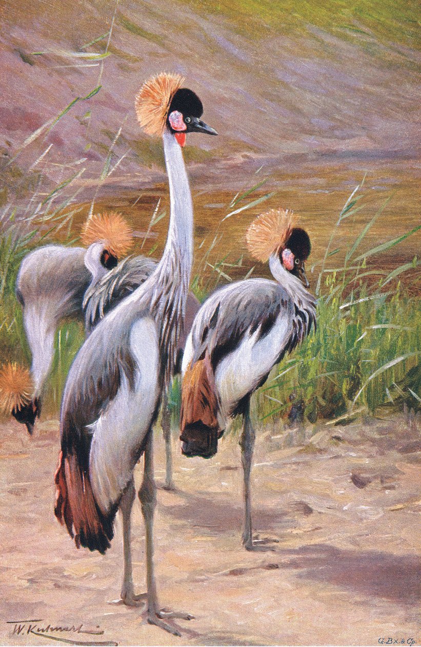 Grulla Coronada, ilustración de Fauna del Mundo, c.1910 de Wilhelm Kuhnert
