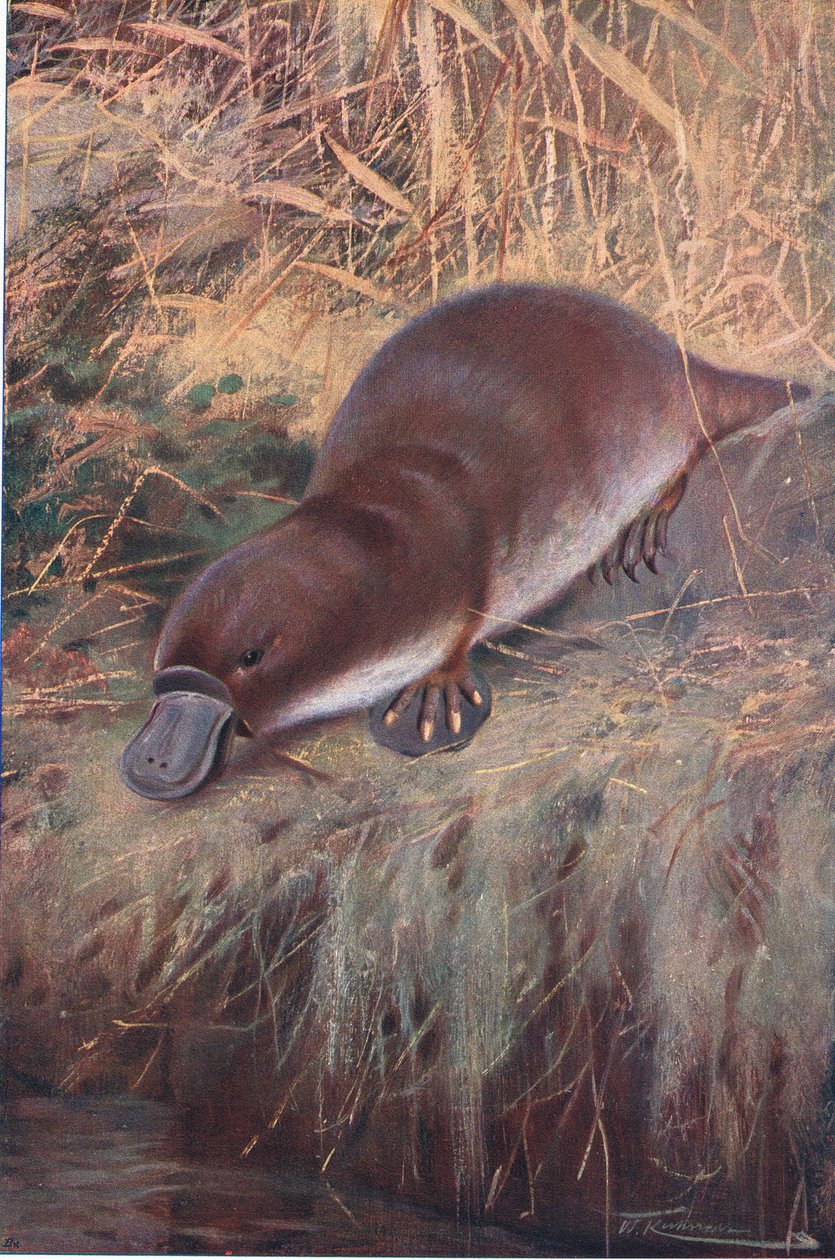 Ornitorrinco, ilustración de Fauna del Mundo, c.1910 de Wilhelm Kuhnert