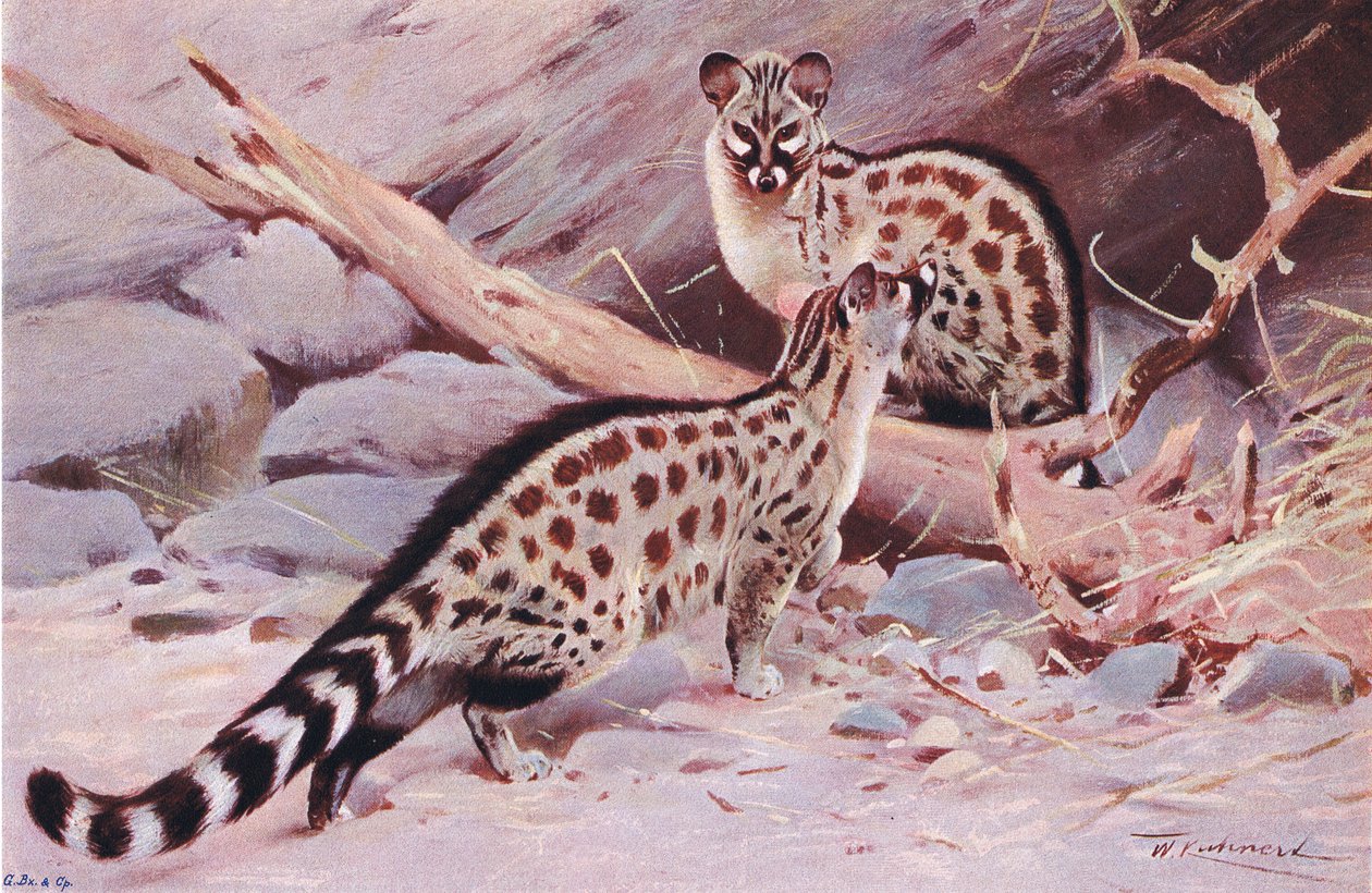 Gineta de Dungola, ilustración de Fauna del Mundo, c.1910 de Wilhelm Kuhnert