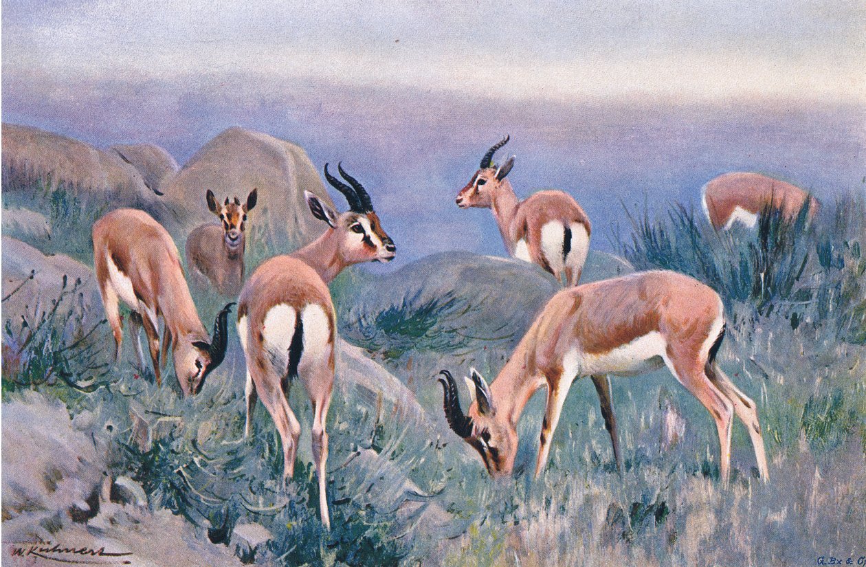 Gacela, de Fauna del Mundo publicado por Frederick Warne & Co, c.1900 de Wilhelm Kuhnert