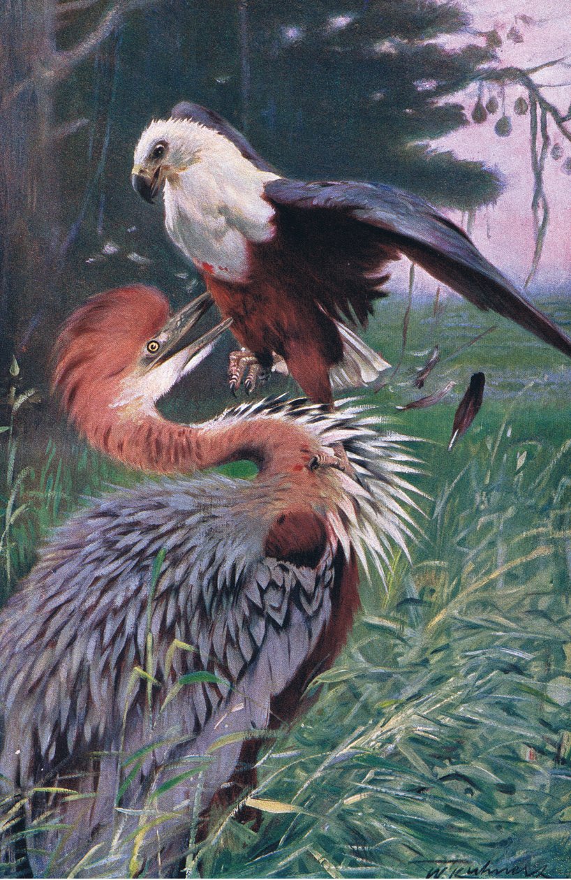 Garza Gigante y Águila Marina, ilustración de Fauna del Mundo, c.1910 de Wilhelm Kuhnert