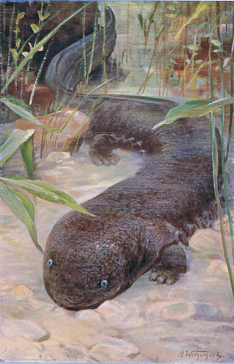 Salamandra gigante, de Fauna del Mundo publicado por Frederick Warne & Co, c.1900 de Wilhelm Kuhnert