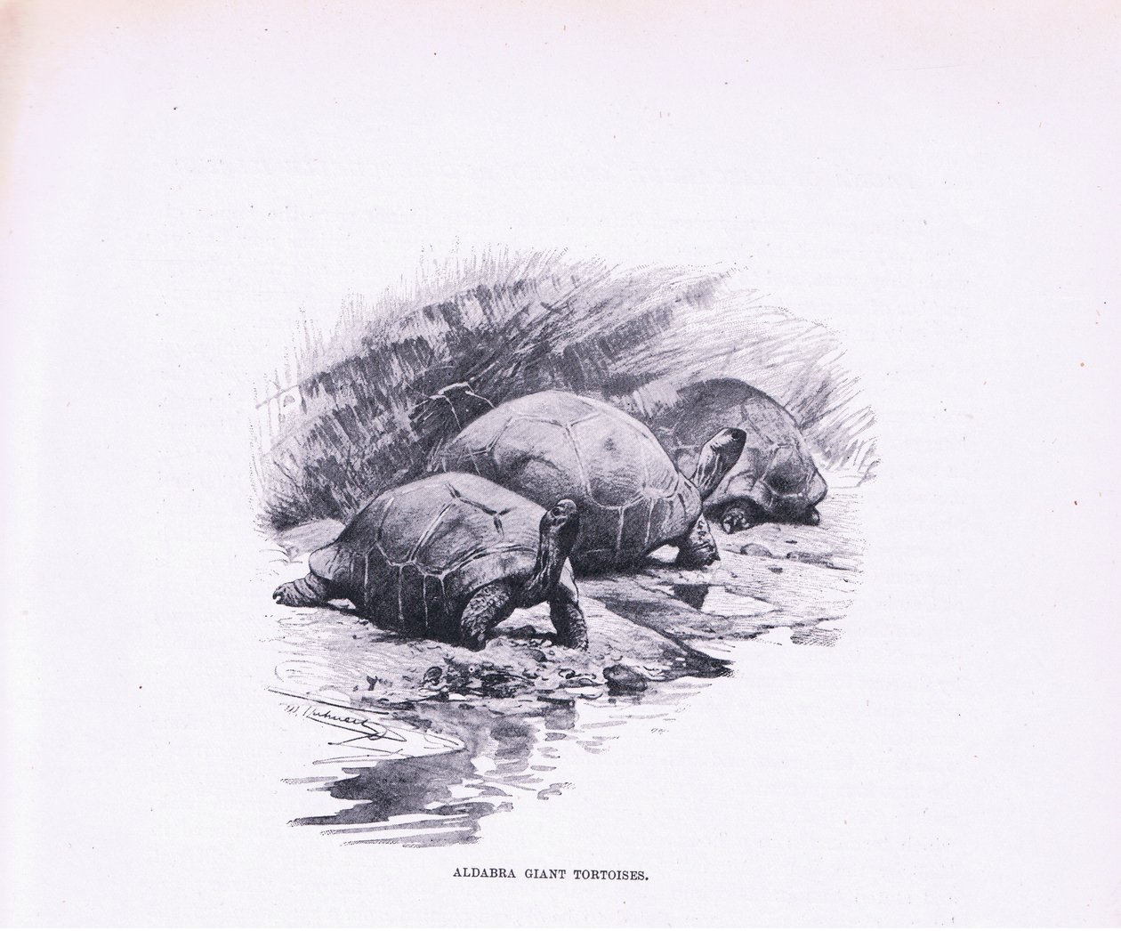 Tortugas Gigantes, ilustración de Fauna del Mundo, c.1910 de Wilhelm Kuhnert