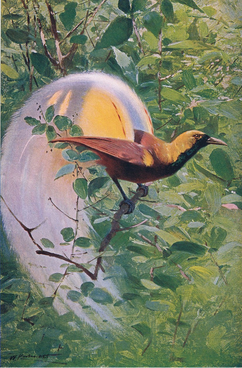Ave del Paraíso Mayor, ilustración de Fauna del Mundo, c.1910 de Wilhelm Kuhnert
