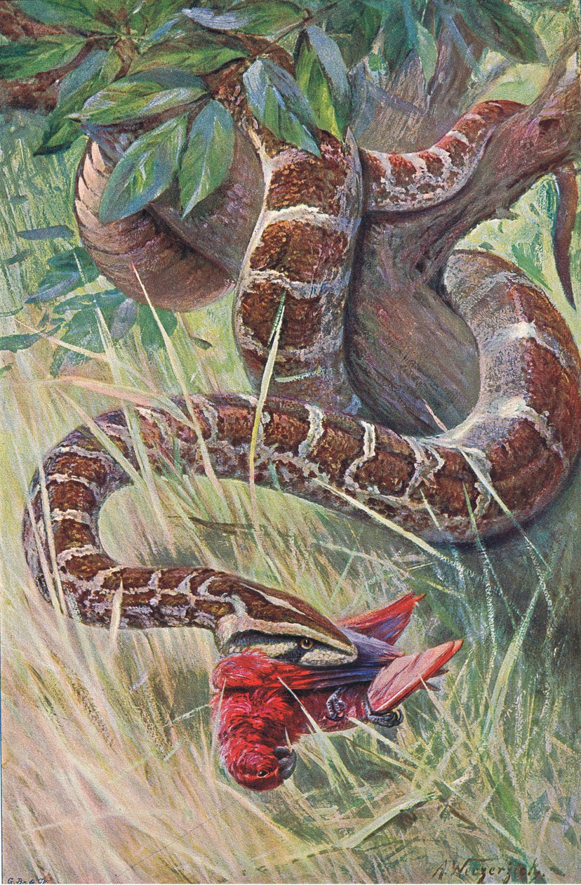 Pitón indio, de Fauna del Mundo publicado por Frederick Warne & Co, c.1900 de Wilhelm Kuhnert