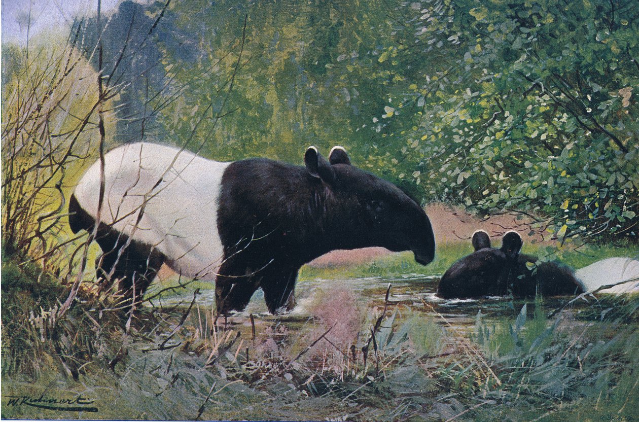 Tapir indio, de Fauna del Mundo publicado por Frederick Warne & Co, c.1900 de Wilhelm Kuhnert