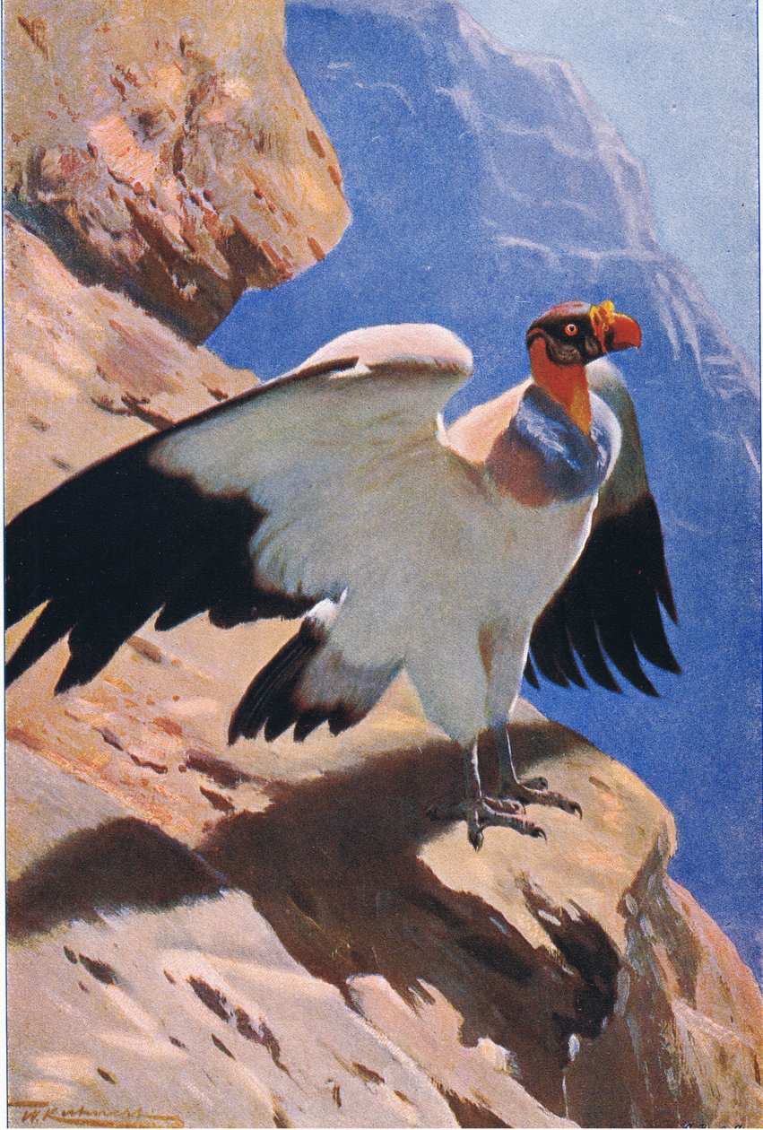 Buitre rey, de Fauna del Mundo publicado por Frederick Warne & Co, c.1900 de Wilhelm Kuhnert