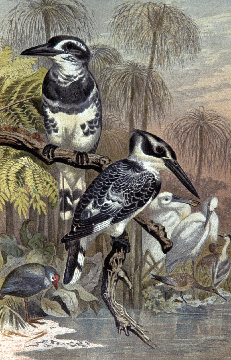 Martín pescador, c.1910 (ilustración) de Wilhelm Kuhnert