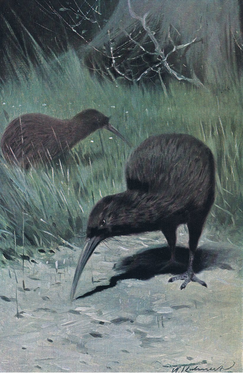 Kiwi, ilustración de Fauna del Mundo, c.1910 de Wilhelm Kuhnert