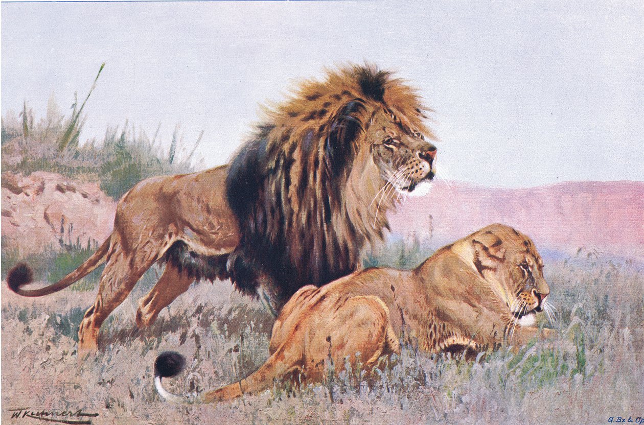 León y Leona, ilustración de Fauna del Mundo, c.1910 de Wilhelm Kuhnert