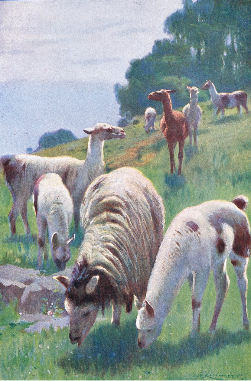 Llama, de Fauna del Mundo publicado por Frederick Warne & Co, c.1900 de Wilhelm Kuhnert
