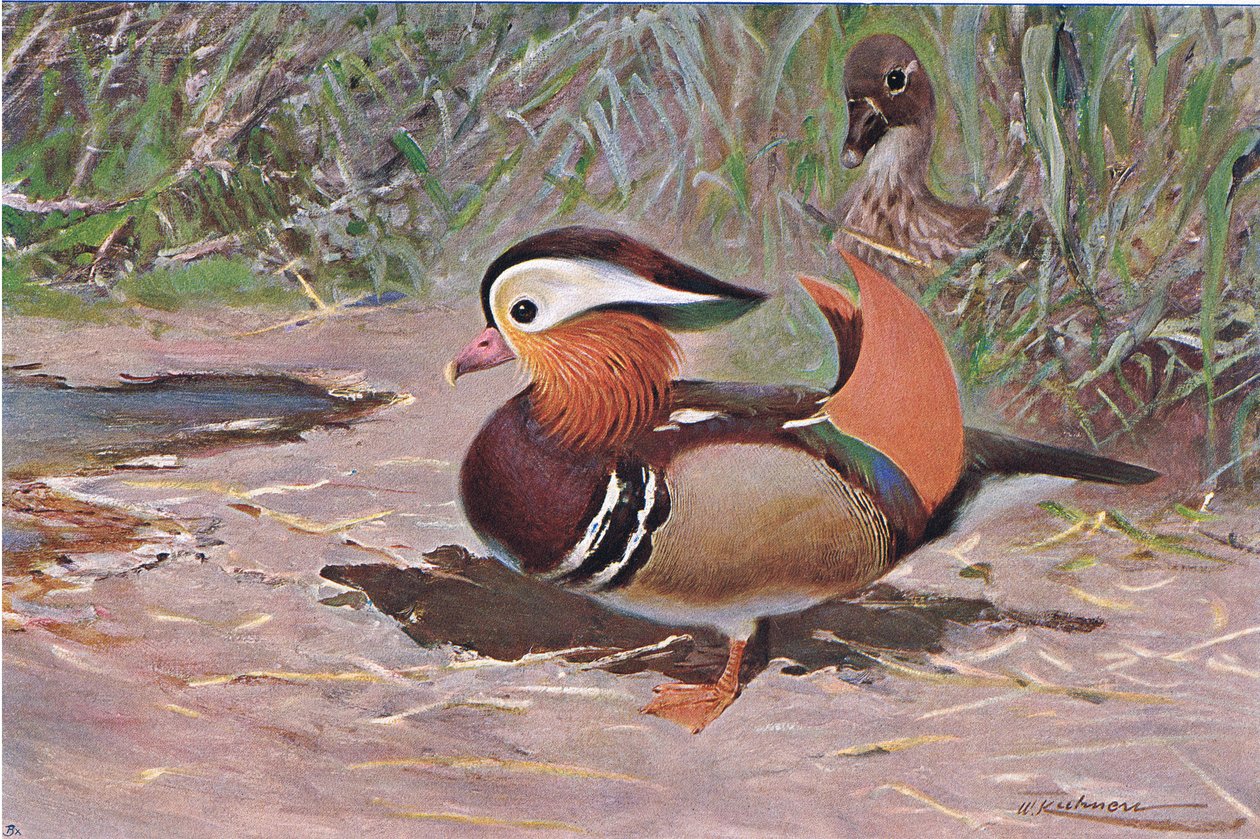 Pato mandarín, de Fauna del Mundo publicado por Frederick Warne & Co, c.1900 de Wilhelm Kuhnert