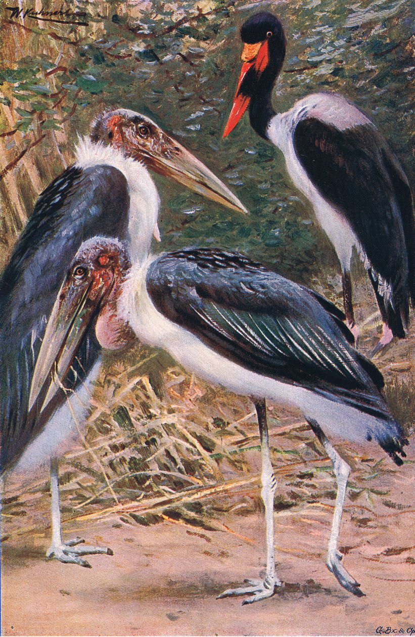 Marabú y Jabirú, ilustración de Fauna del Mundo, c.1910 de Wilhelm Kuhnert