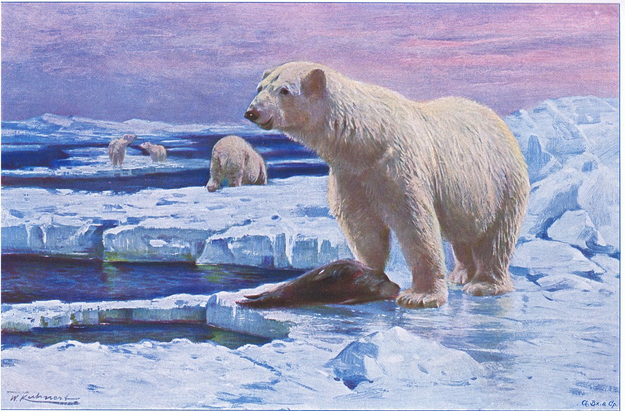 Oso polar, de Fauna del Mundo publicado por Frederick Warne & Co, c.1900 de Wilhelm Kuhnert