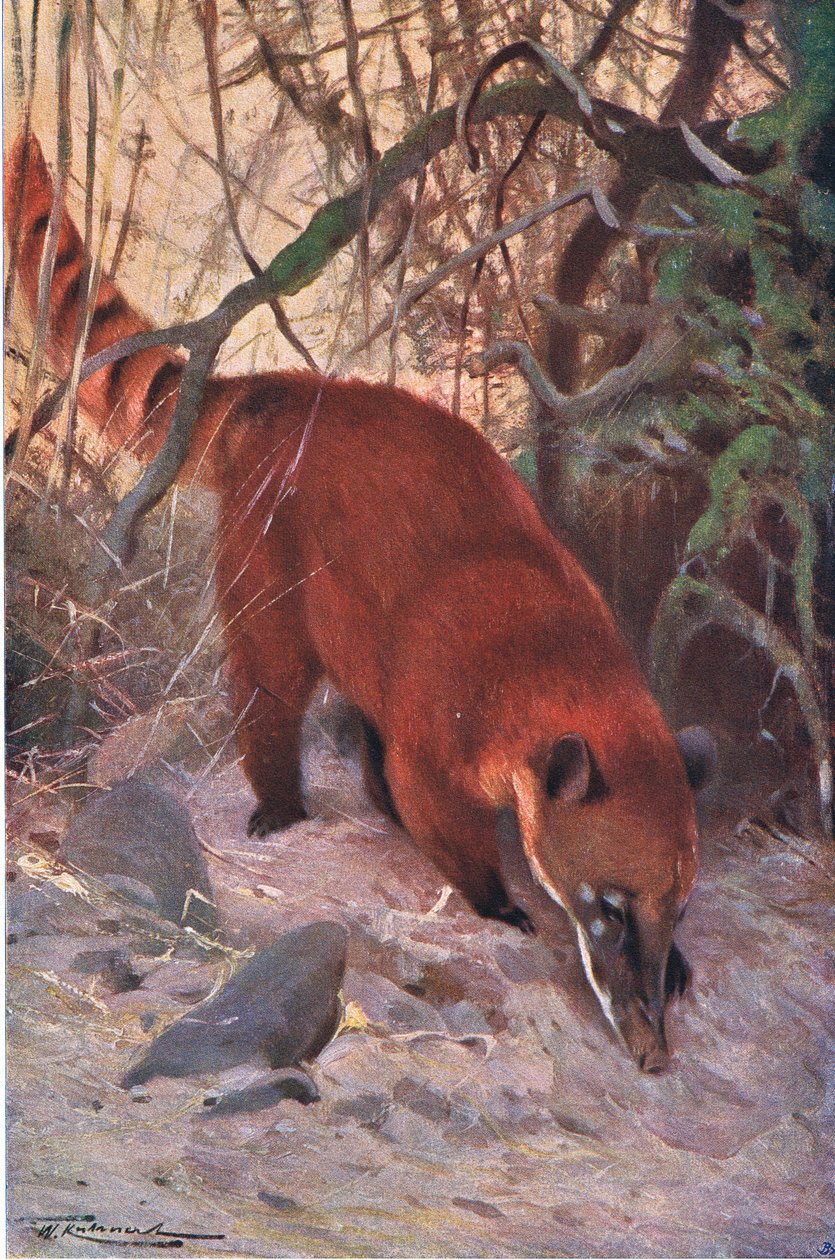 Coatí rojo, de Fauna del Mundo publicado por Frederick Warne & Co, c.1900 de Wilhelm Kuhnert