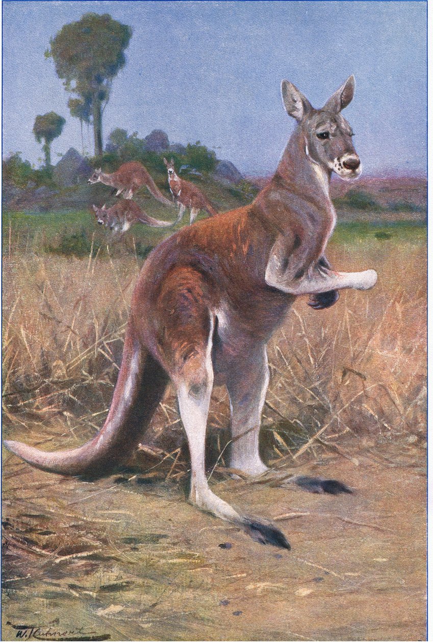 Canguro Rojo, ilustración de Fauna del Mundo, c.1910 de Wilhelm Kuhnert