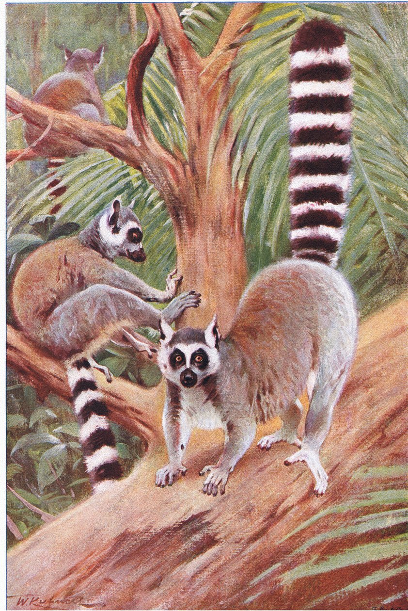 Lémur de Cola Anillada, ilustración de Fauna del Mundo, c.1910 de Wilhelm Kuhnert