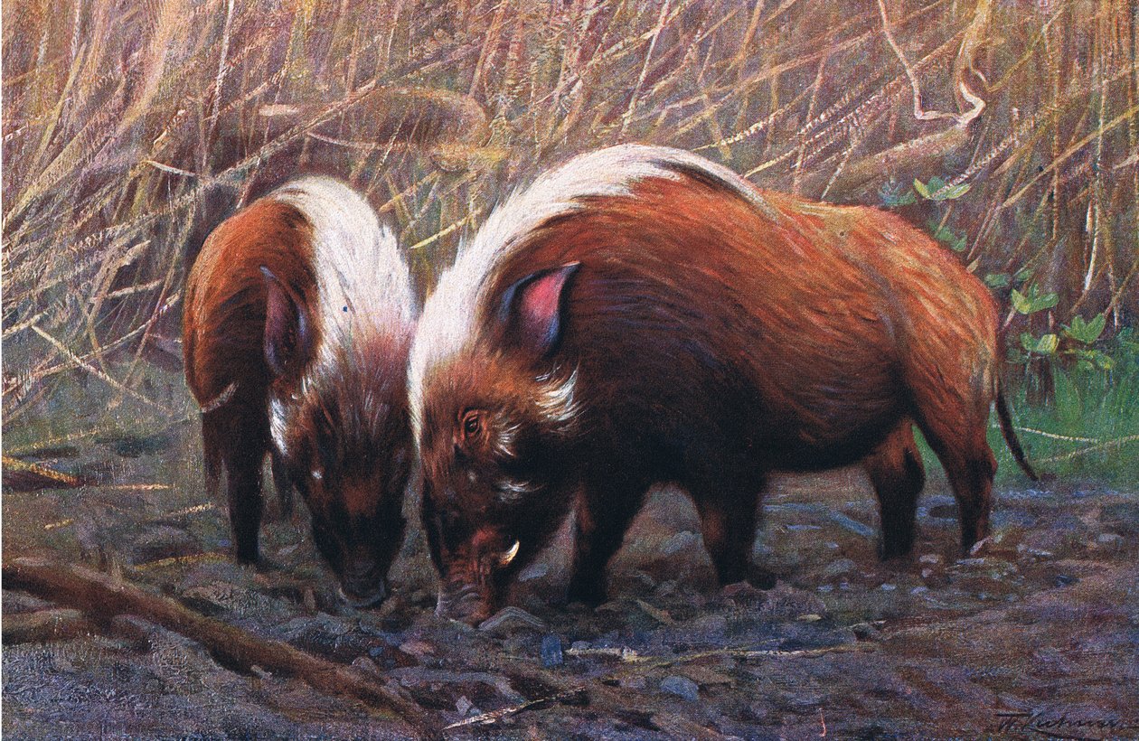 Cerdo de Río, ilustración de Fauna del Mundo, c.1910 de Wilhelm Kuhnert