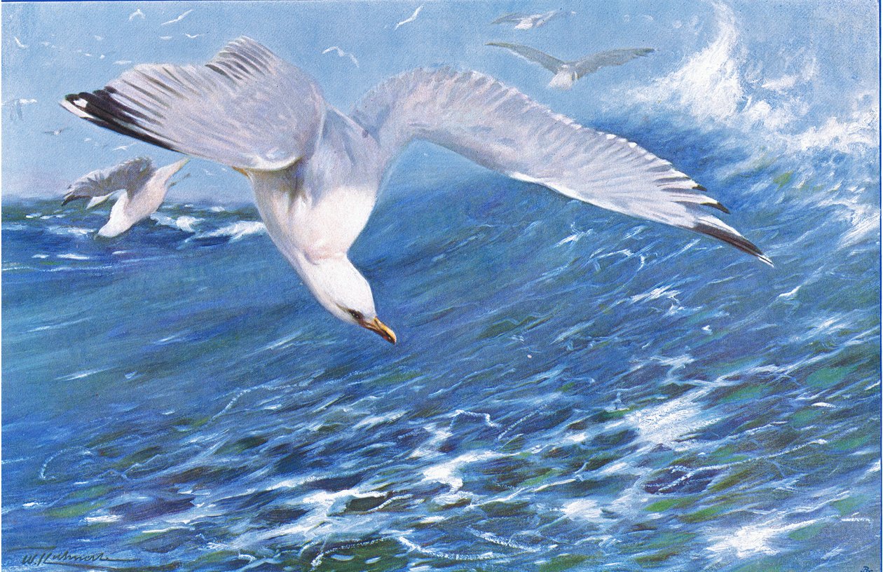 Gaviota plateada, de Fauna del Mundo publicado por Frederick Warne & Co, c.1900 de Wilhelm Kuhnert