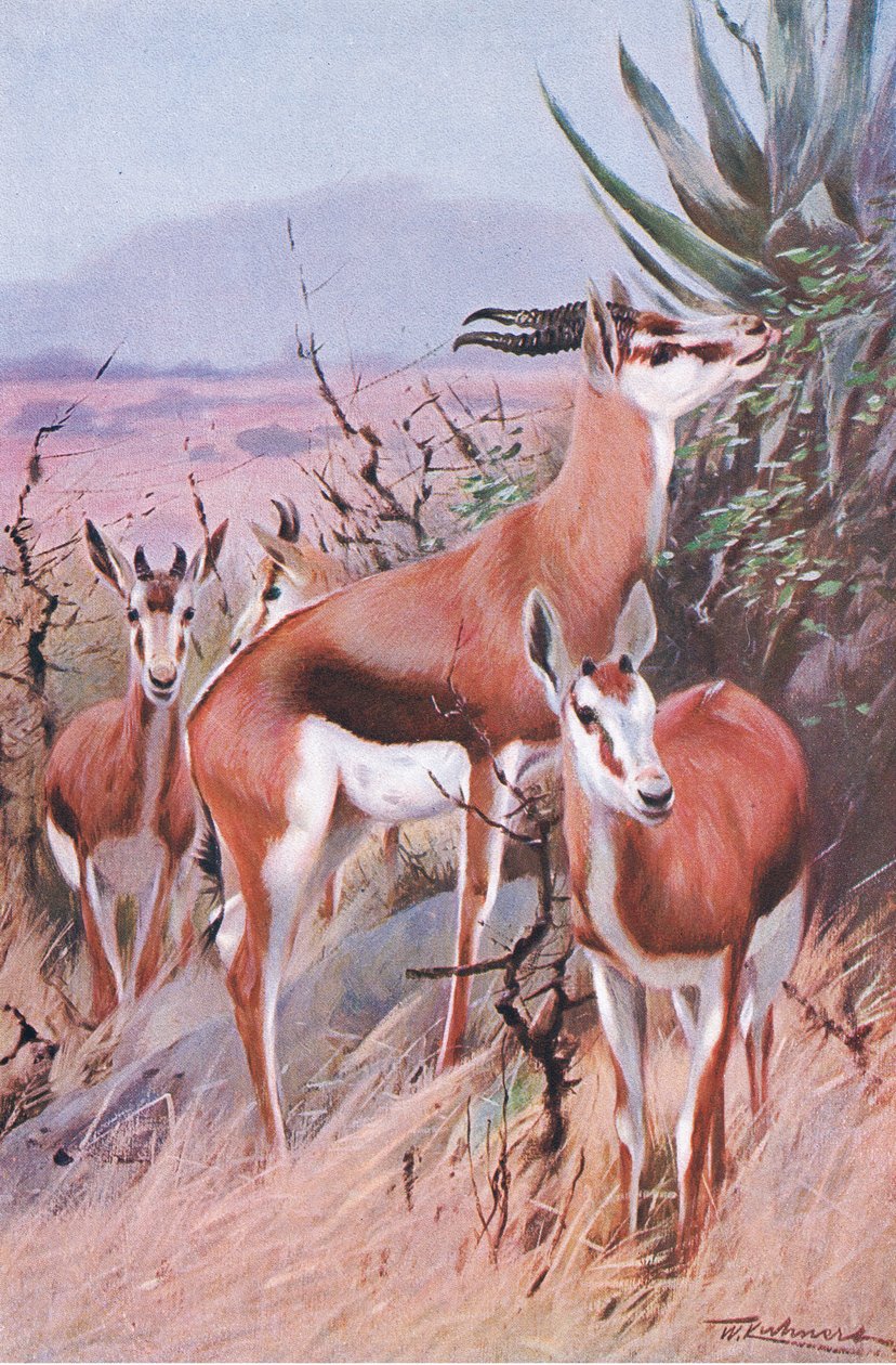 Springbok, ilustración de Fauna del Mundo, c.1910 de Wilhelm Kuhnert
