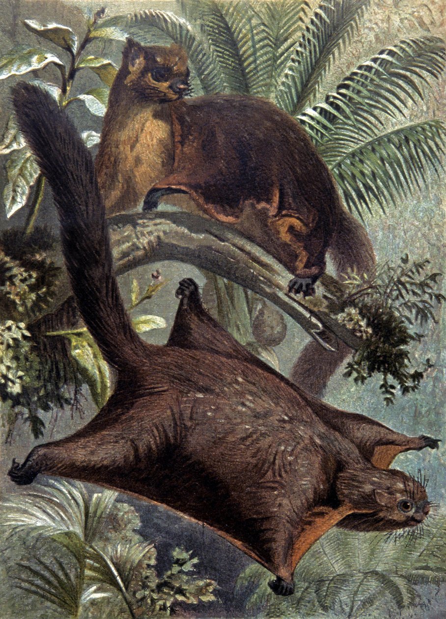 Taguanes, ardilla voladora de Wilhelm Kuhnert