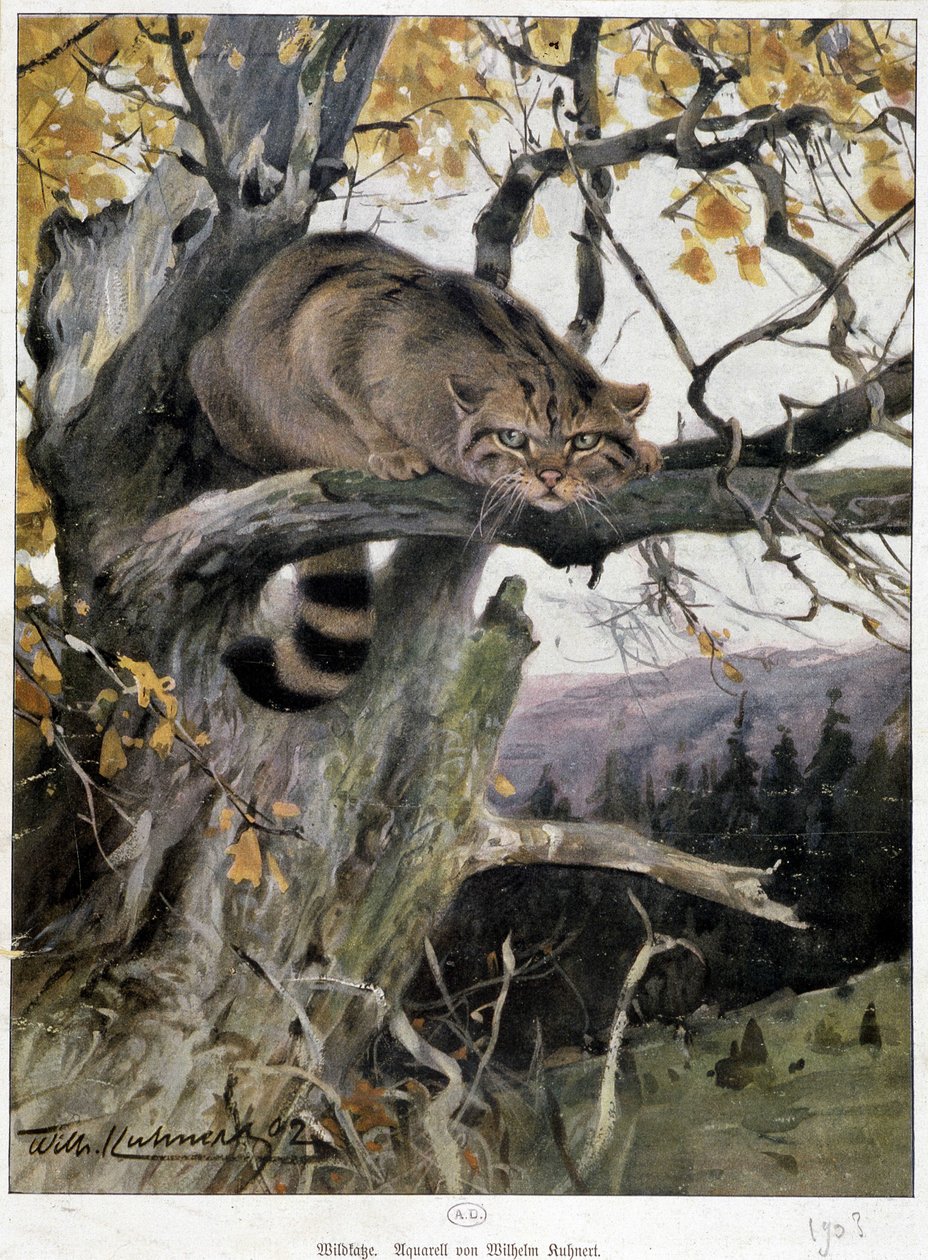 Gato salvaje de Wilhelm Kuhnert