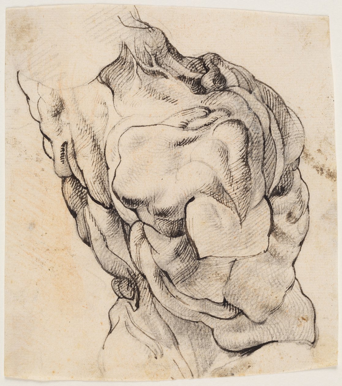 Estudio anatómico (écorché). Torso de un hombre desollado visto desde la espalda medio girado a la derecha de Willem Panneels