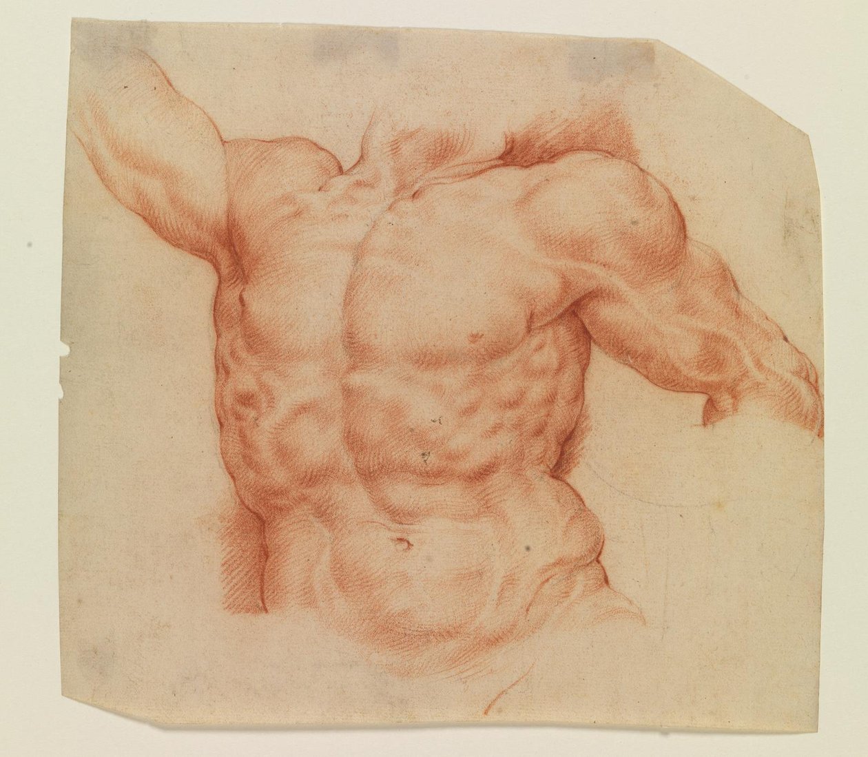 Vista frontal del torso de Laocoonte de Willem Panneels
