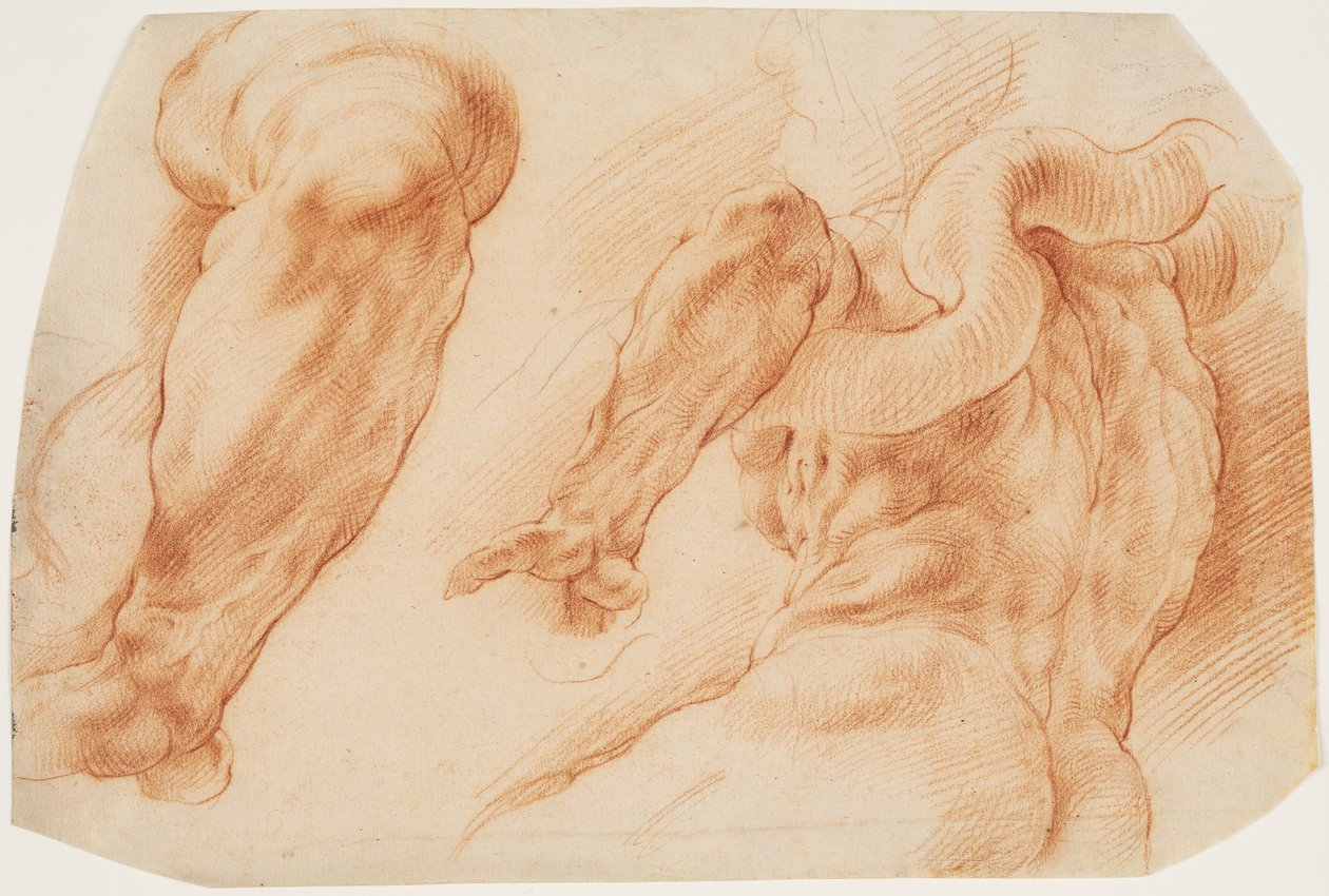Laocoonte. Estudios del brazo izquierdo de Laocoonte y de la espalda de su torso visto desde la izquierda y desde abajo de Willem Panneels