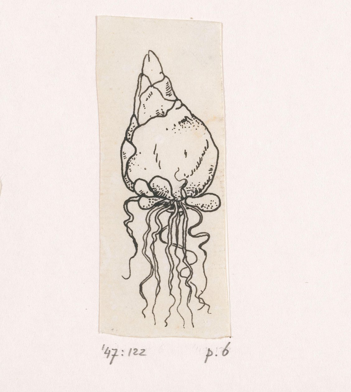 Bulbo de flor de Willem Wenckebach