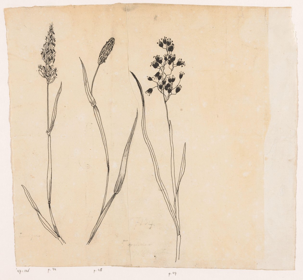 Hierba aromática, fleo y hierba de la miel de Willem Wenckebach