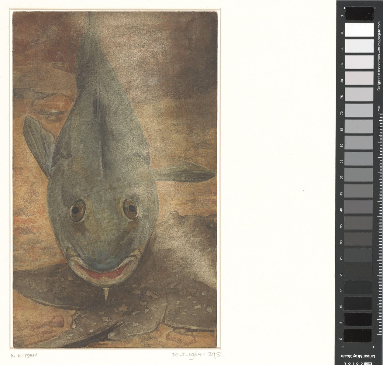 Peces vistos de frente de Willem Arnoldus Witsen