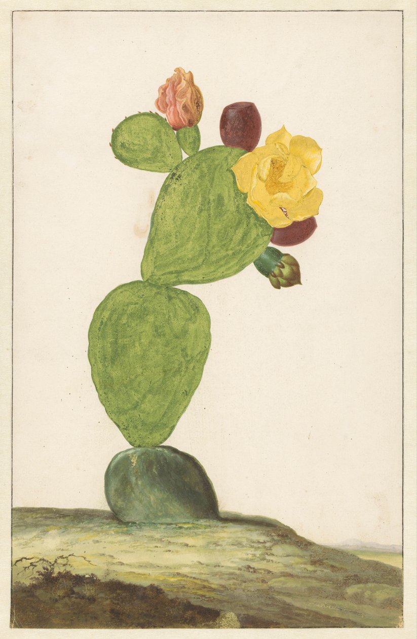 Higo chumbo en flor de Willem de Heer