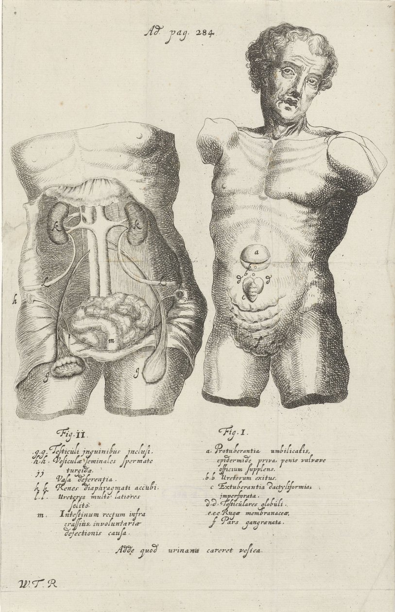 Estudio anatómico de dos cascos de Willem ten Rhijne