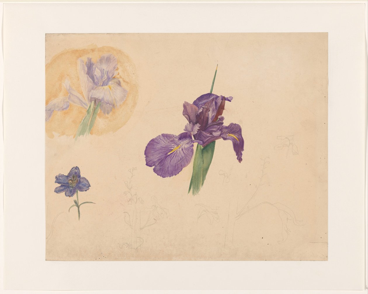 Estudios de un iris y un delfinio de Willem van Konijnenburg