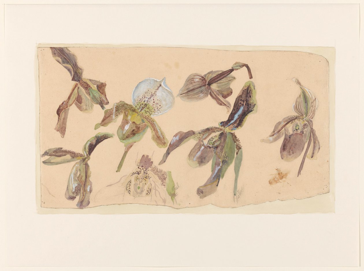 Siete estudios sobre orquídeas de Willem van Konijnenburg