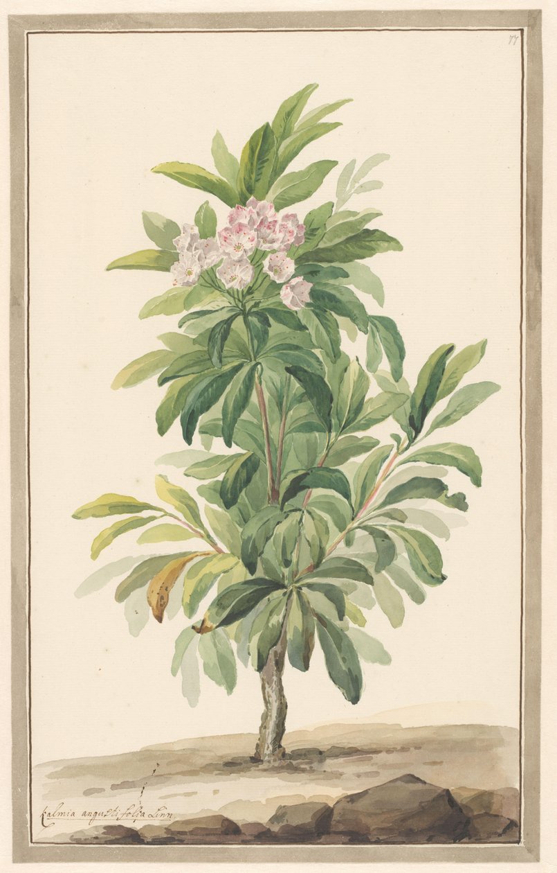 Árbol de la cuchara de hoja estrecha en el paisaje (Kalmia Angustifolio) de Willem van Leen (attributed to)