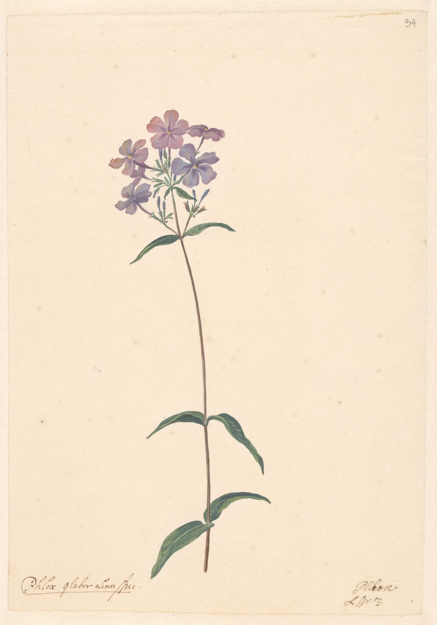 Rama de un phlox de Willem van Leen (attributed to)