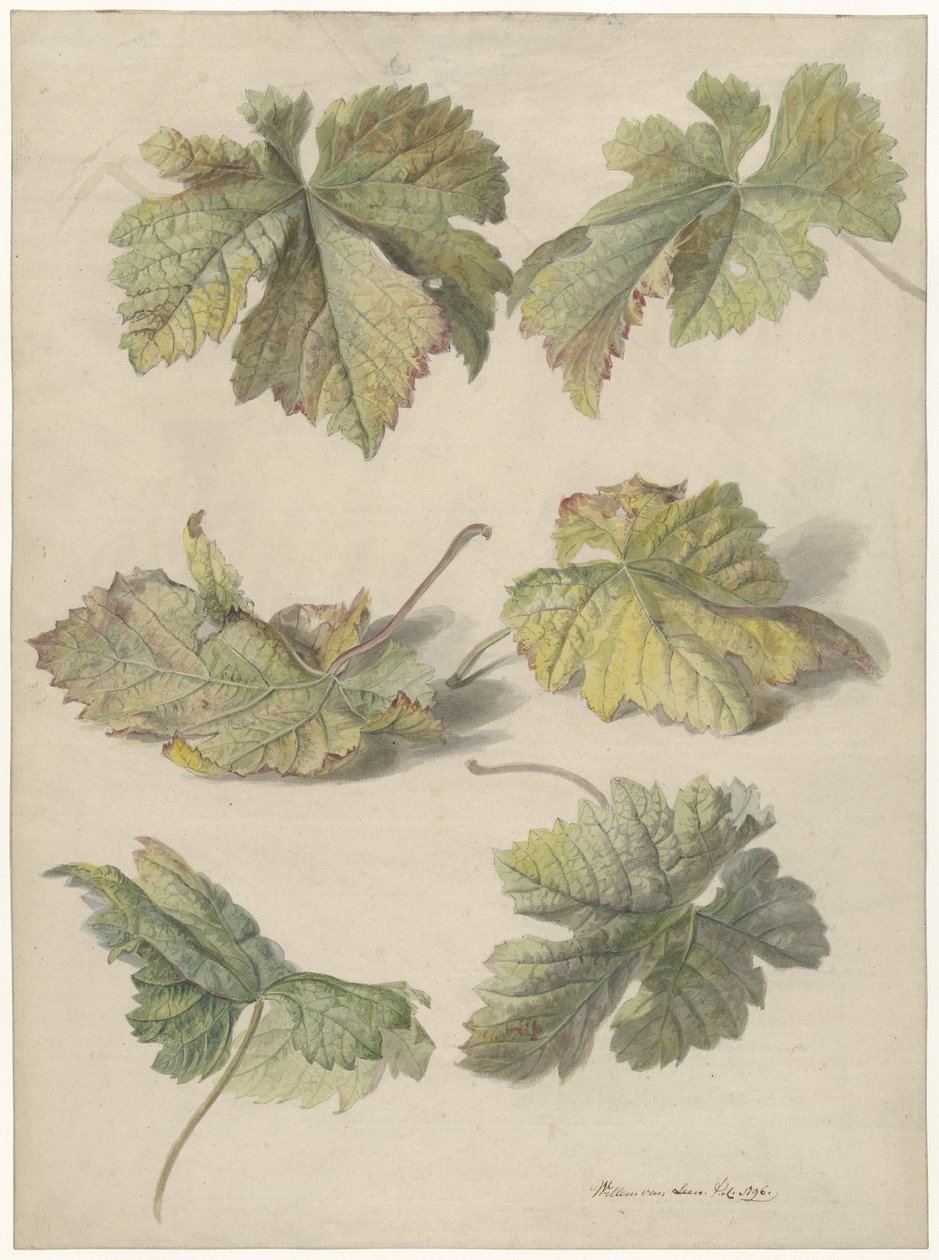Estudios de las hojas de la vid de Willem van Leen
