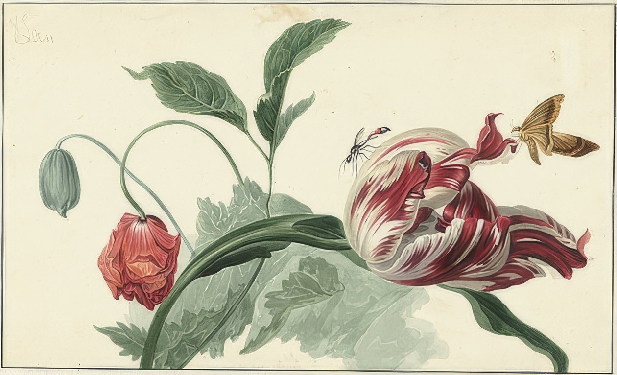 Tulipán y amapola de Willem van Leen